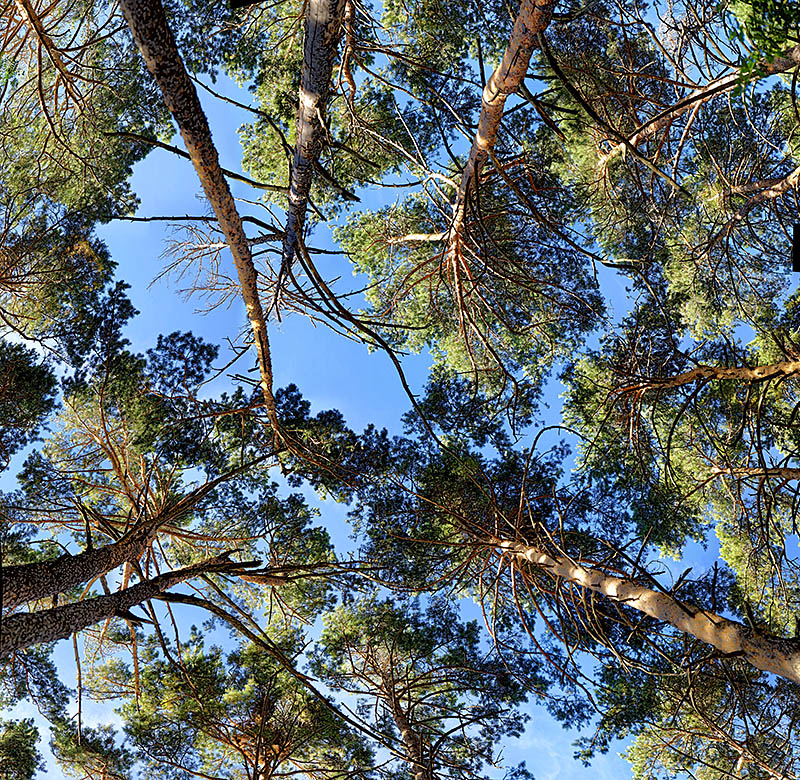 Pines 01